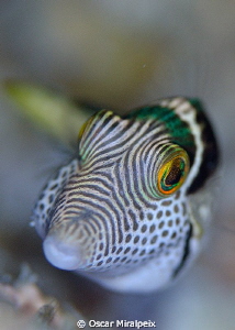 little puffer by Oscar Miralpeix 